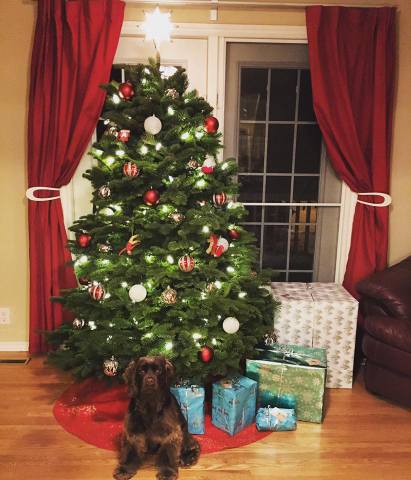 Tara's Christmas Tree